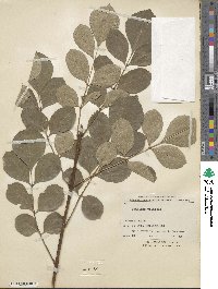 Fraxinus velutina image