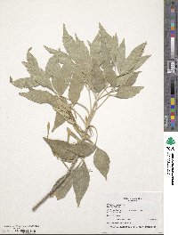 Fraxinus velutina image