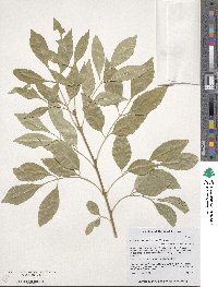 Fraxinus velutina image