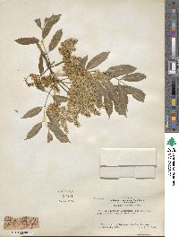 Fraxinus velutina image