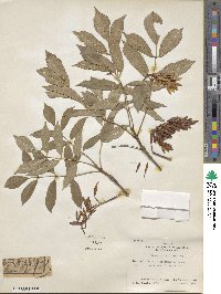 Fraxinus velutina image