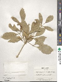 Fraxinus velutina image