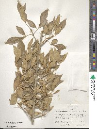 Fraxinus velutina image