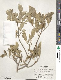 Fraxinus velutina image