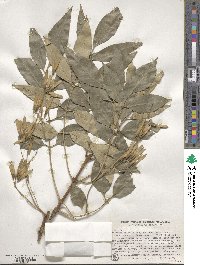 Fraxinus velutina image