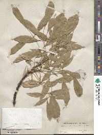 Fraxinus velutina image