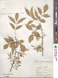 Fraxinus velutina image