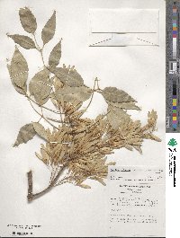 Fraxinus velutina image