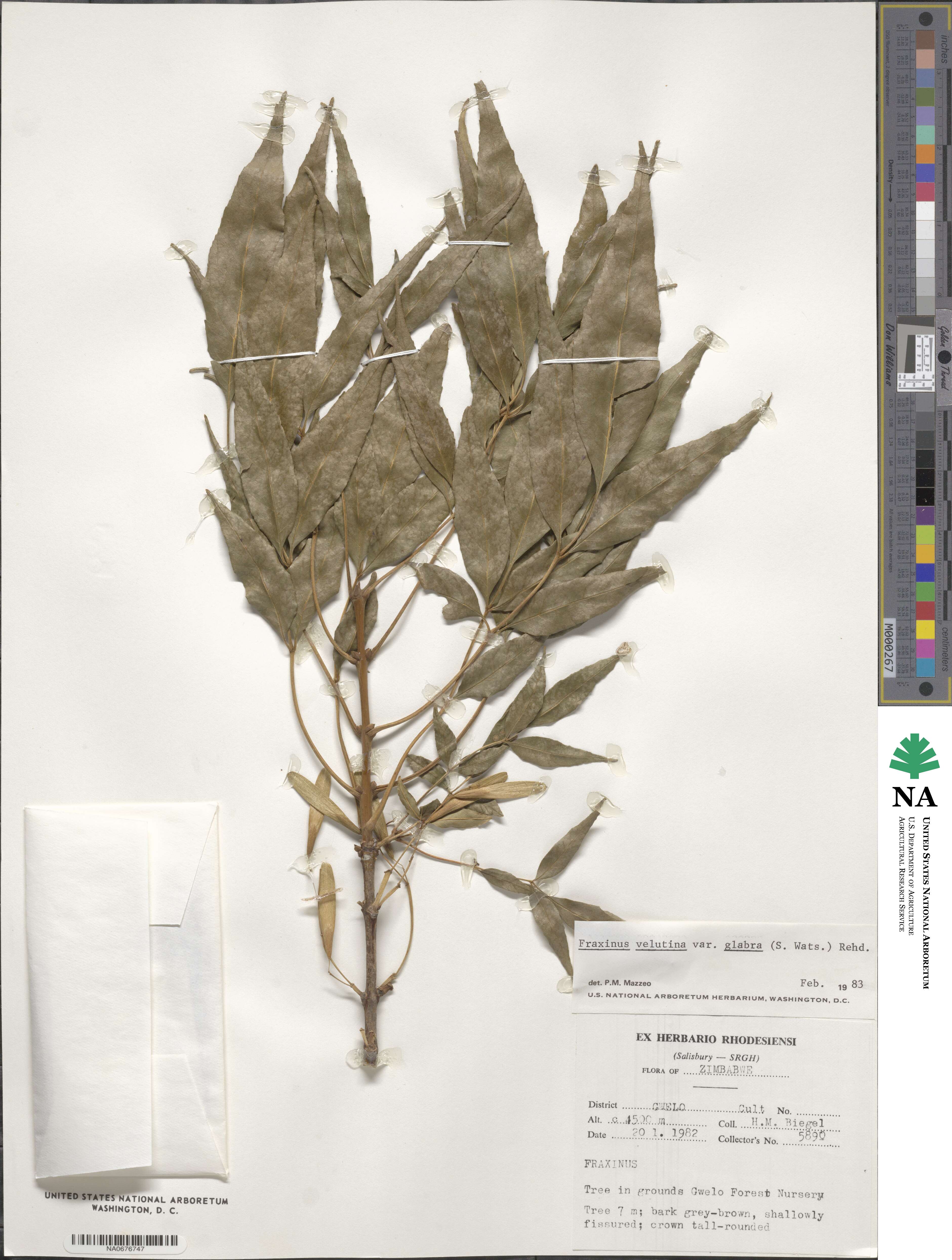 Fraxinus velutina image