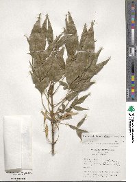 Fraxinus velutina image