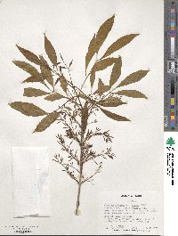 Fraxinus velutina image