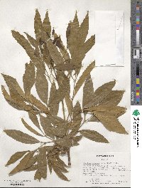 Fraxinus velutina image