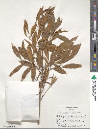 Fraxinus velutina image