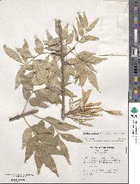 Fraxinus velutina image