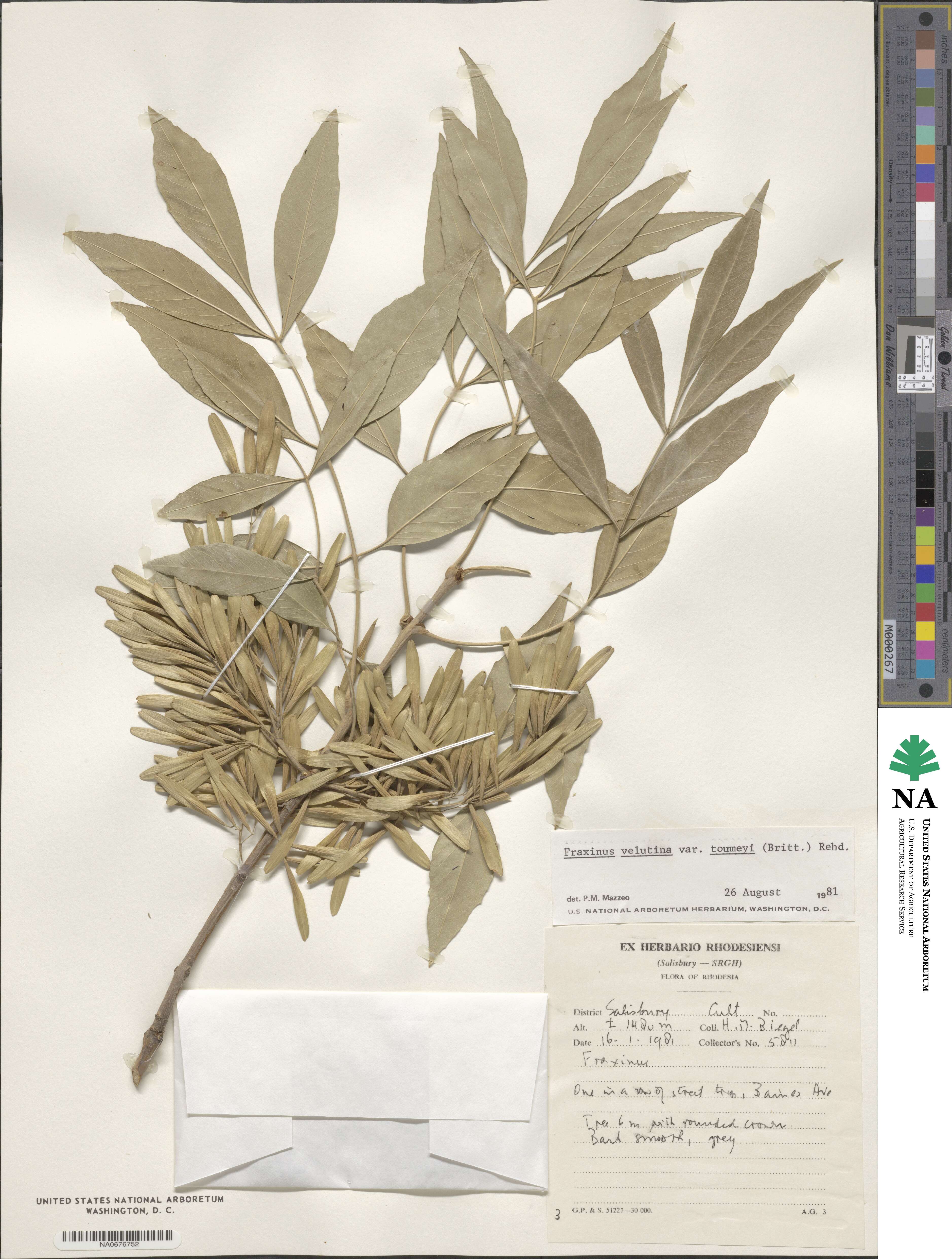 Fraxinus velutina image