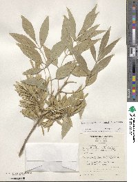 Fraxinus velutina image