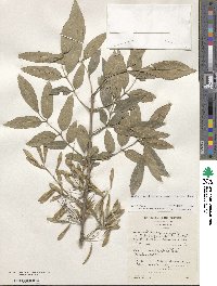 Fraxinus velutina image