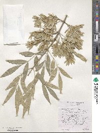 Fraxinus velutina image