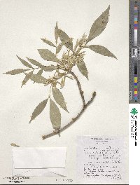 Fraxinus velutina image