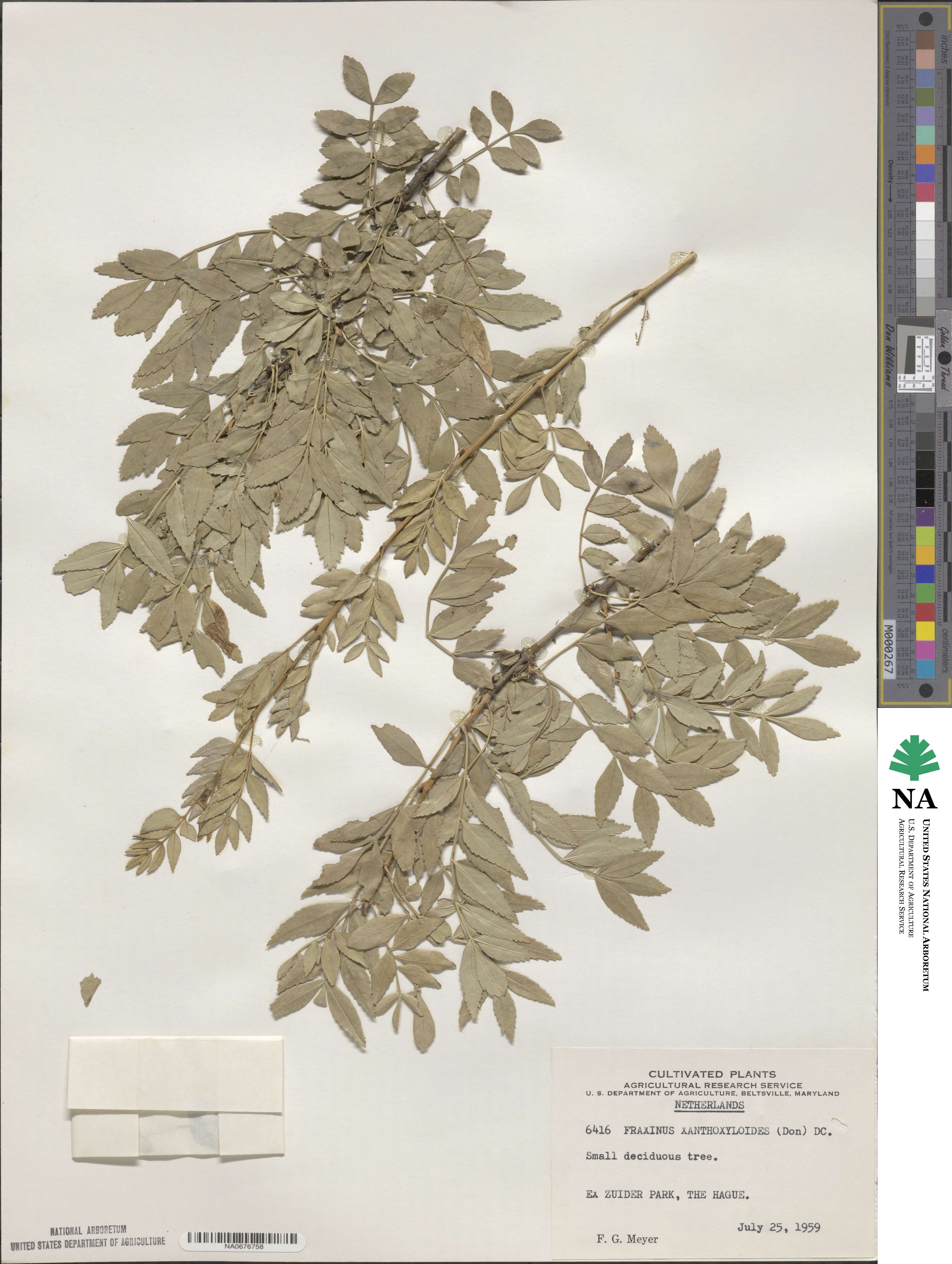 Fraxinus xanthoxyloides image