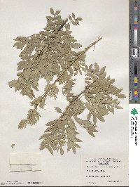 Fraxinus xanthoxyloides image