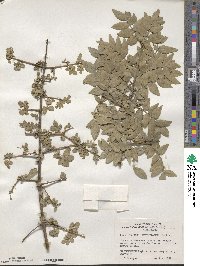 Fraxinus xanthoxyloides image