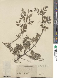 Fraxinus xanthoxyloides image