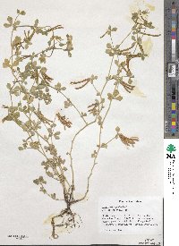 Lotus ornithopodioides image