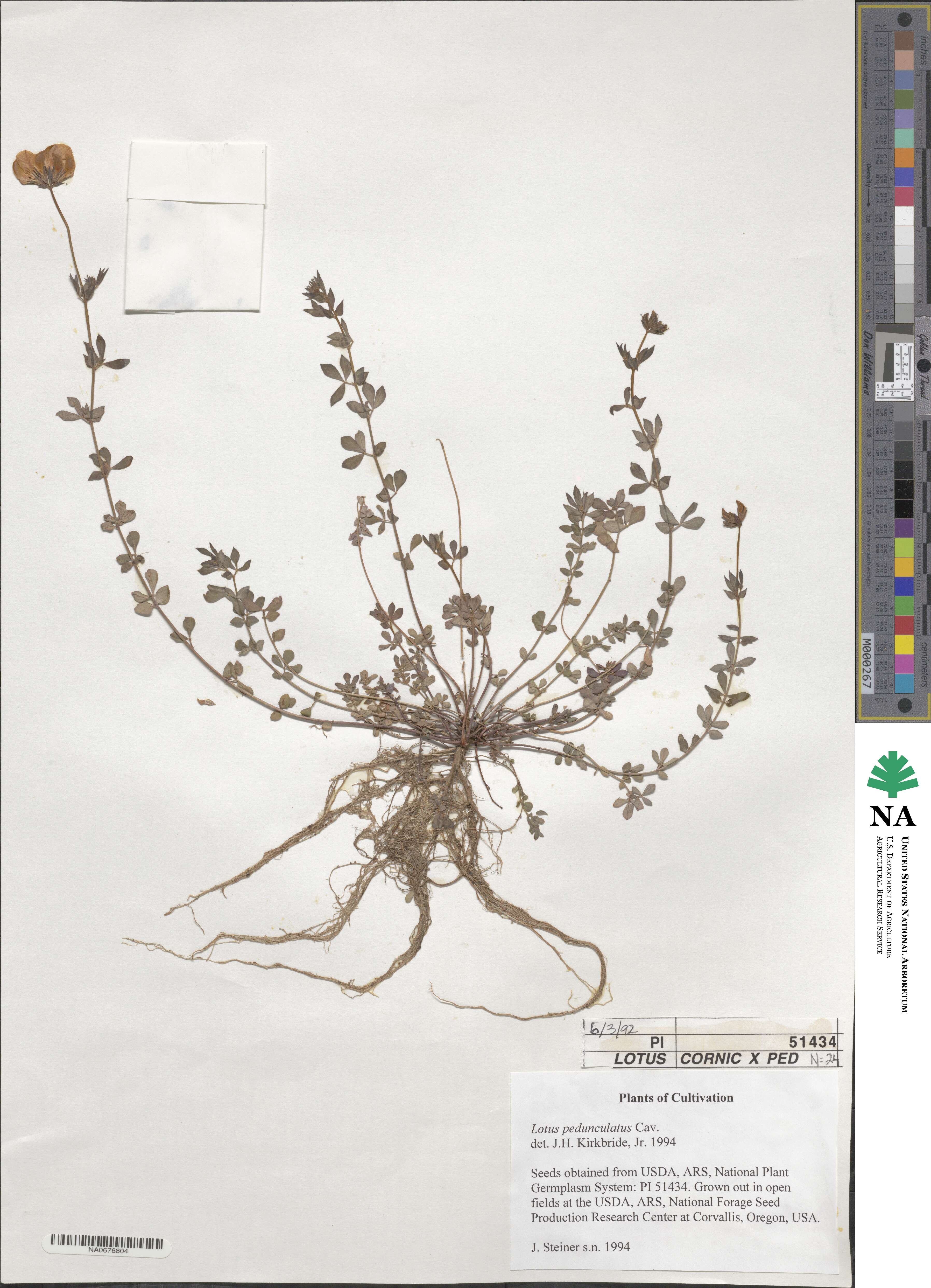 Lotus pedunculatus image