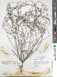 Acmispon glaber image