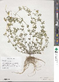 Lotus corniculatus image