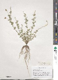 Lotus corniculatus image