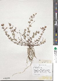 Lotus corniculatus image