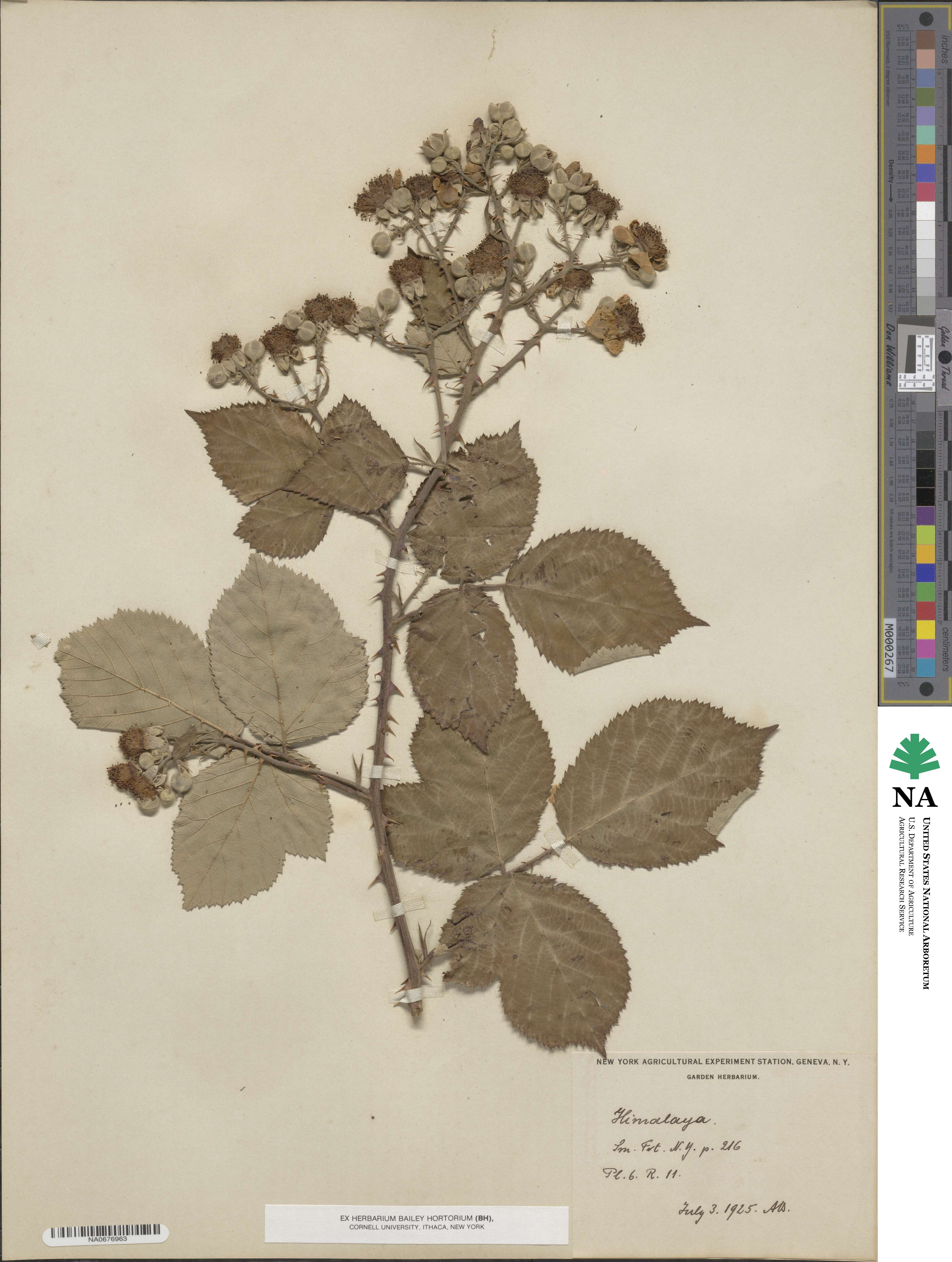 Rubus 'Himalaya' image