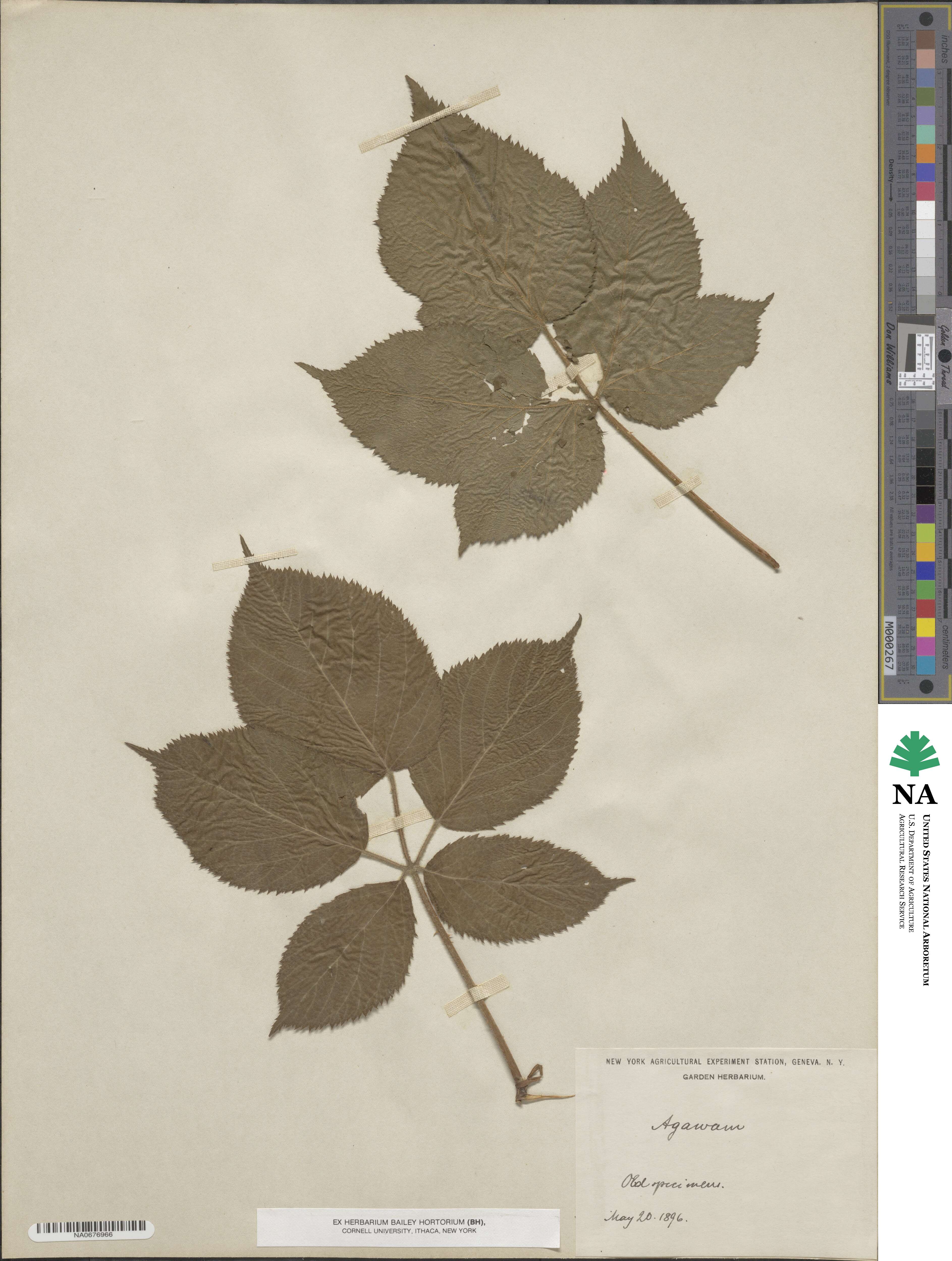 Rubus 'Agawam' image