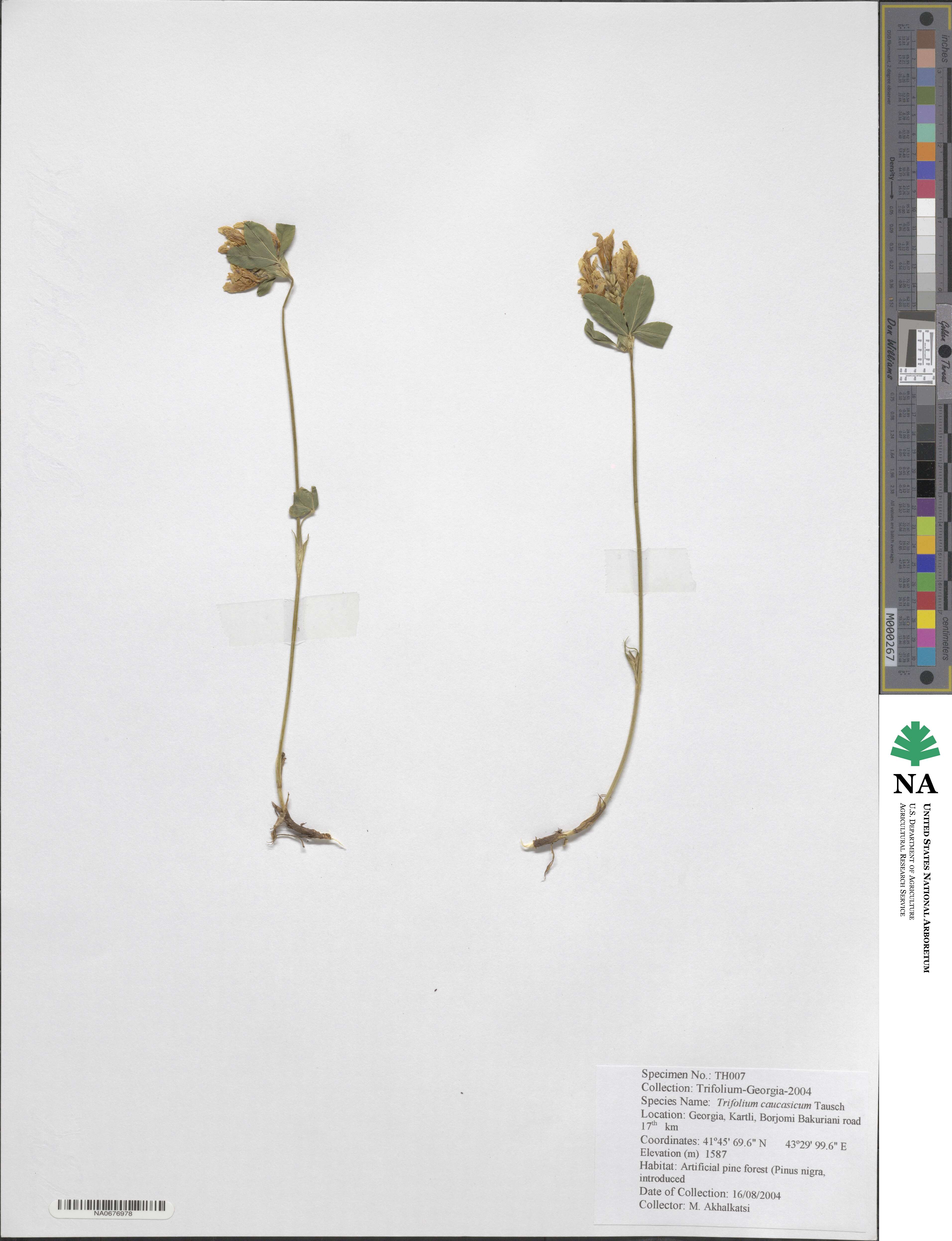 Trifolium ochroleucon subsp. ochroleucon image