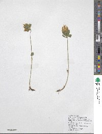 Trifolium ochroleucon image