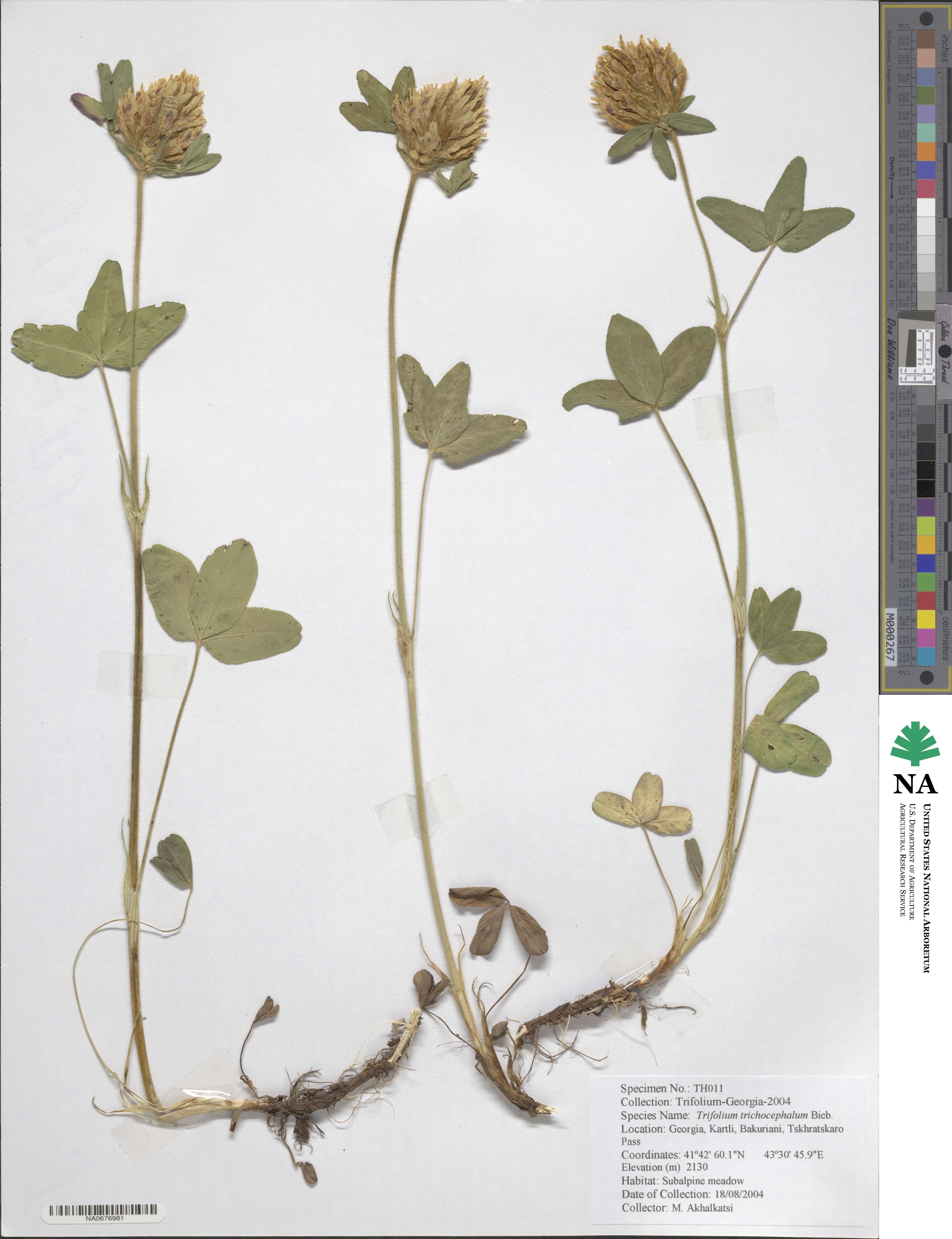 Trifolium trichocephalum image