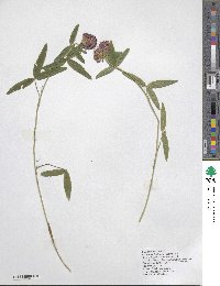 Trifolium alpestre image