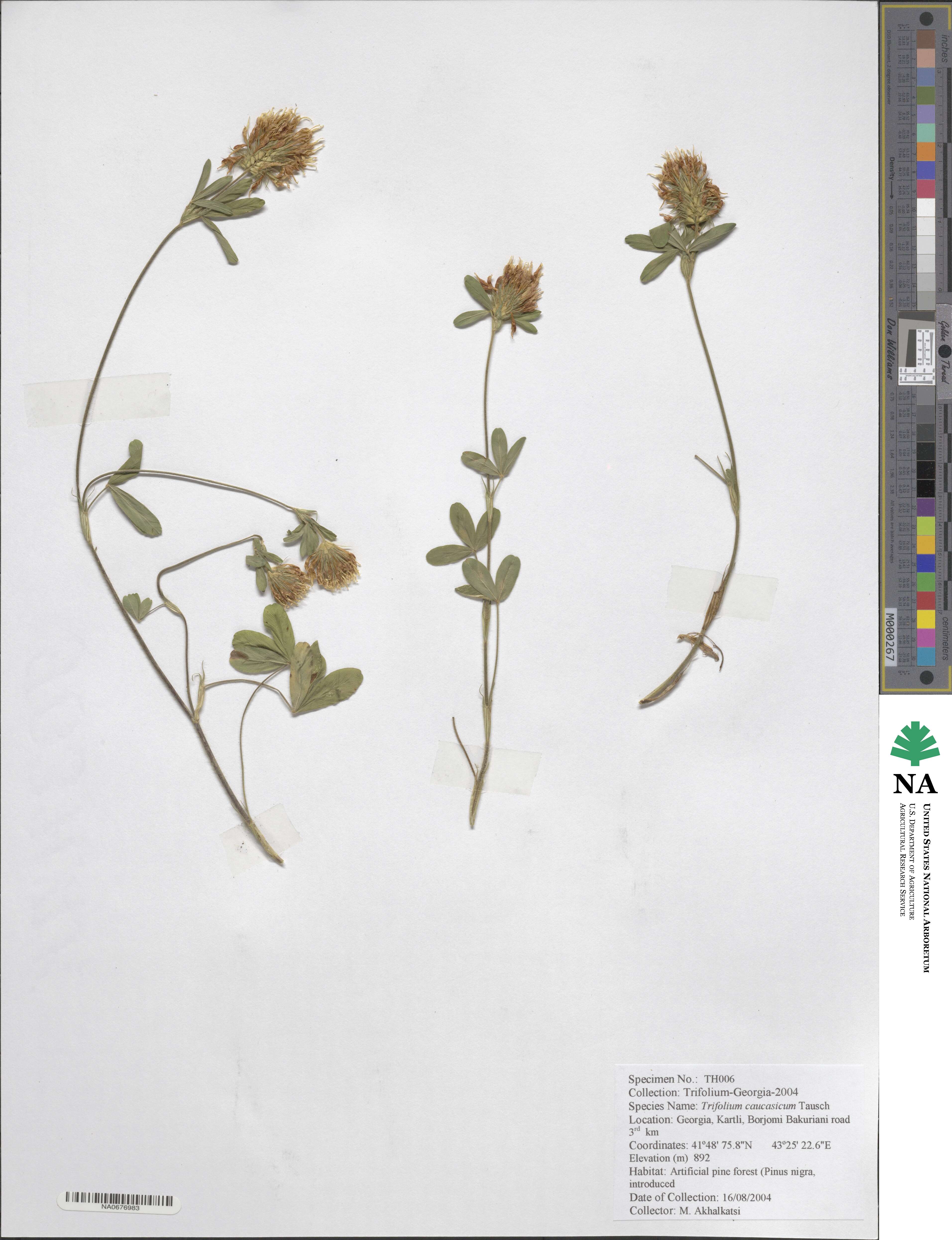 Trifolium ochroleucon subsp. ochroleucon image