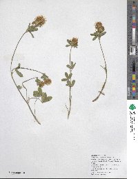 Trifolium ochroleucon image