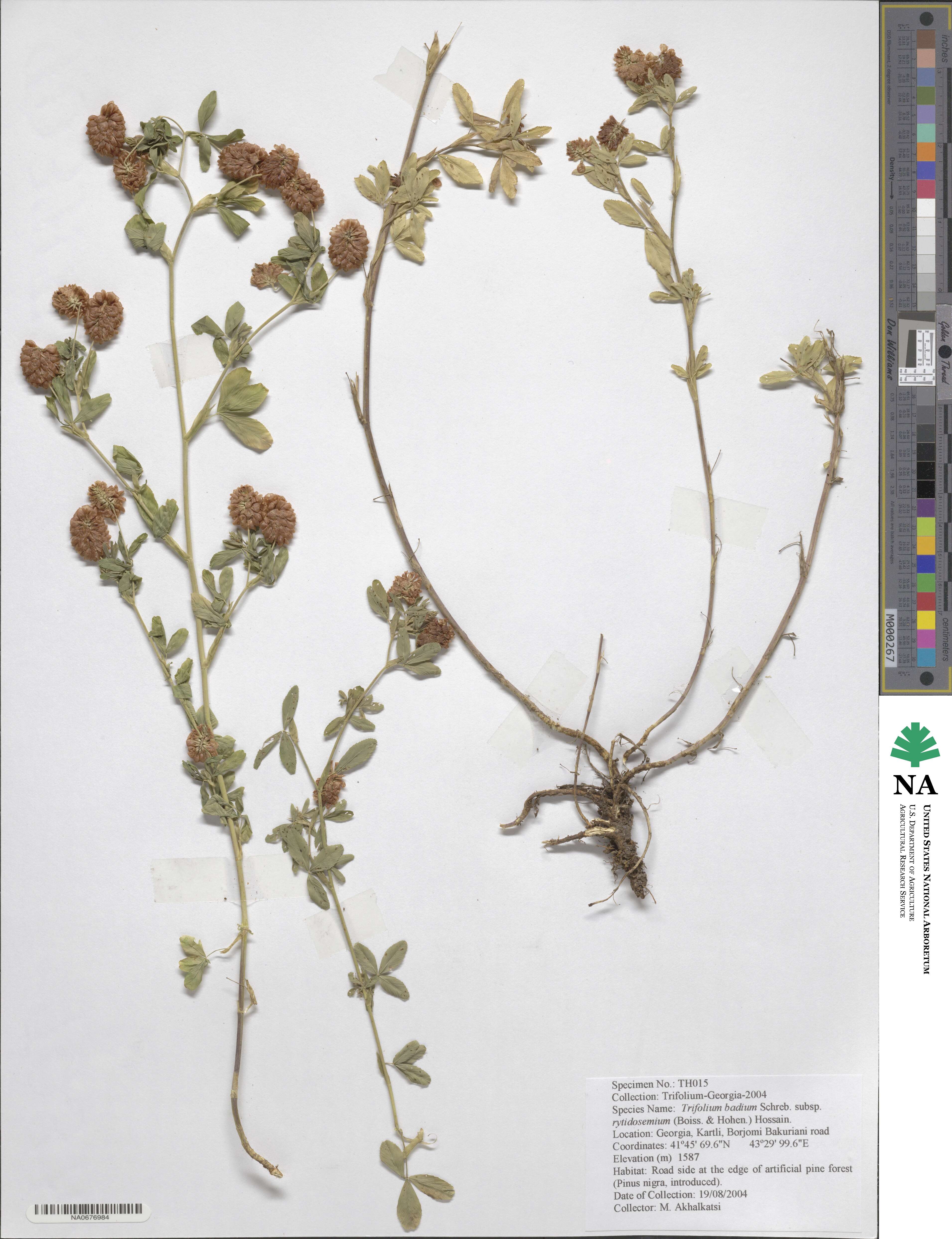 Trifolium badium subsp. rytidosemium image