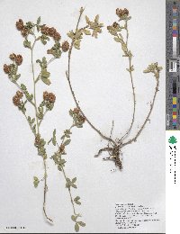 Trifolium badium subsp. rytidosemium image