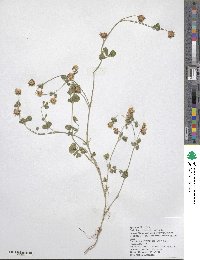 Trifolium tumens image