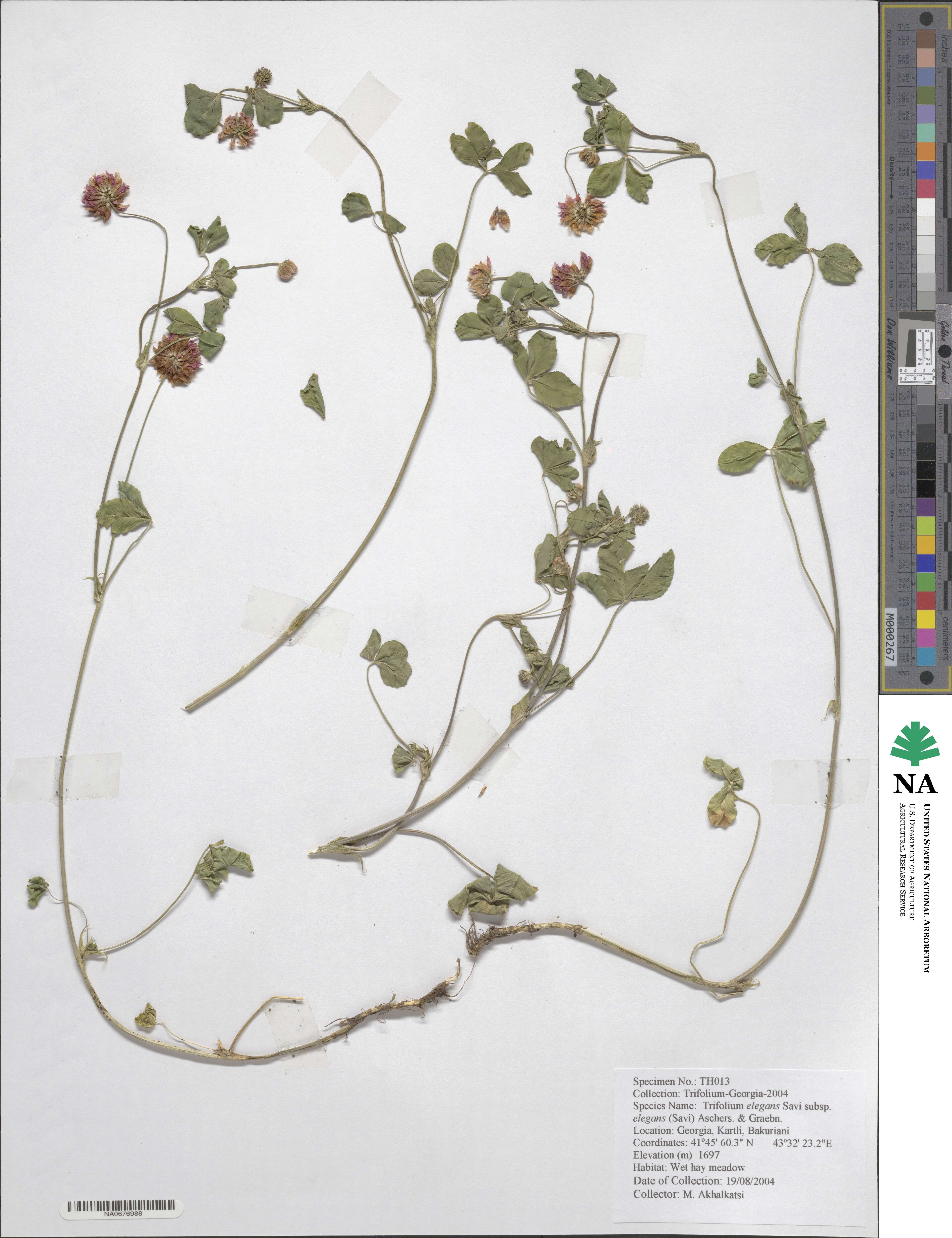 Trifolium hybridum subsp. elegans image