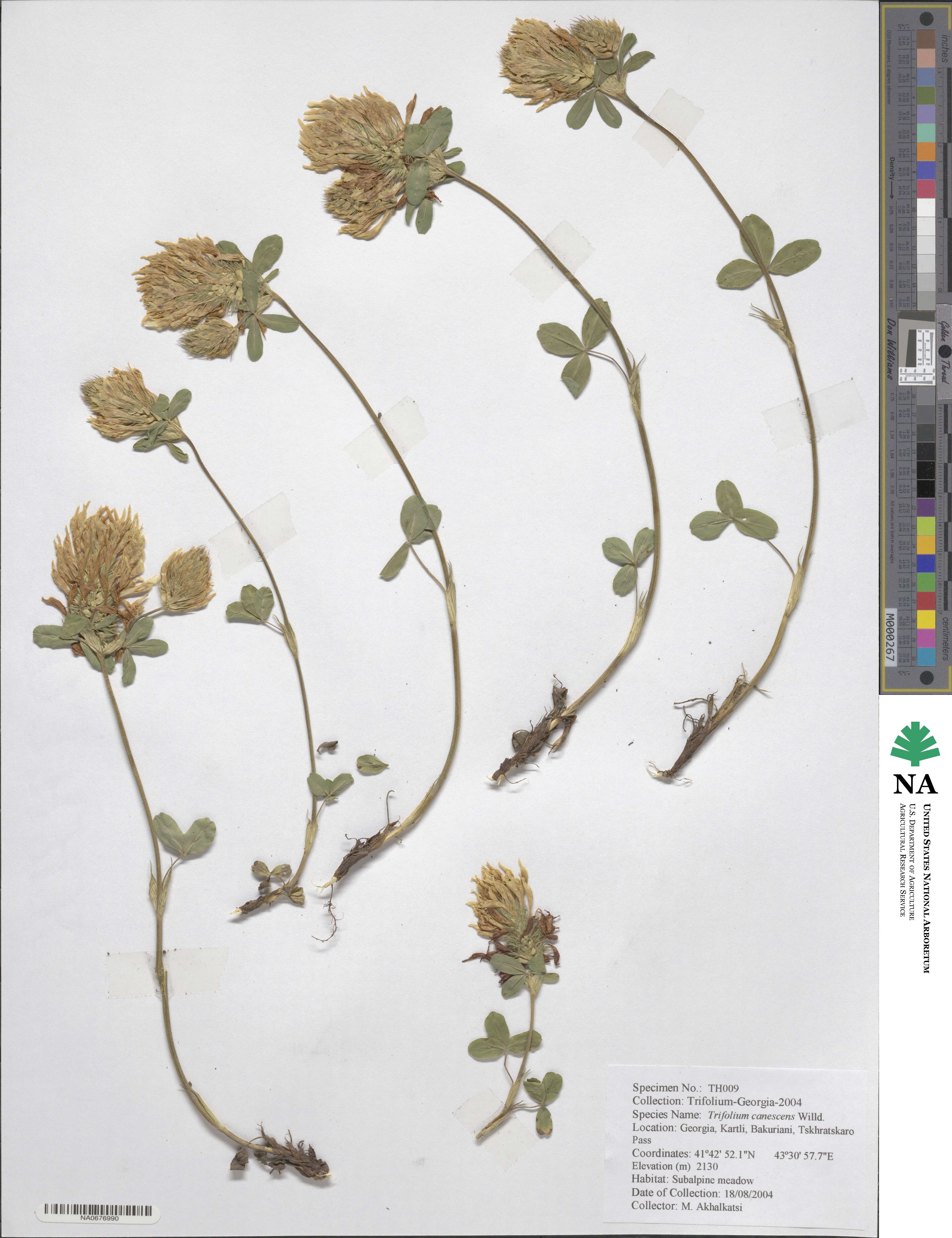 Trifolium canescens image