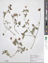 Trifolium hybridum image