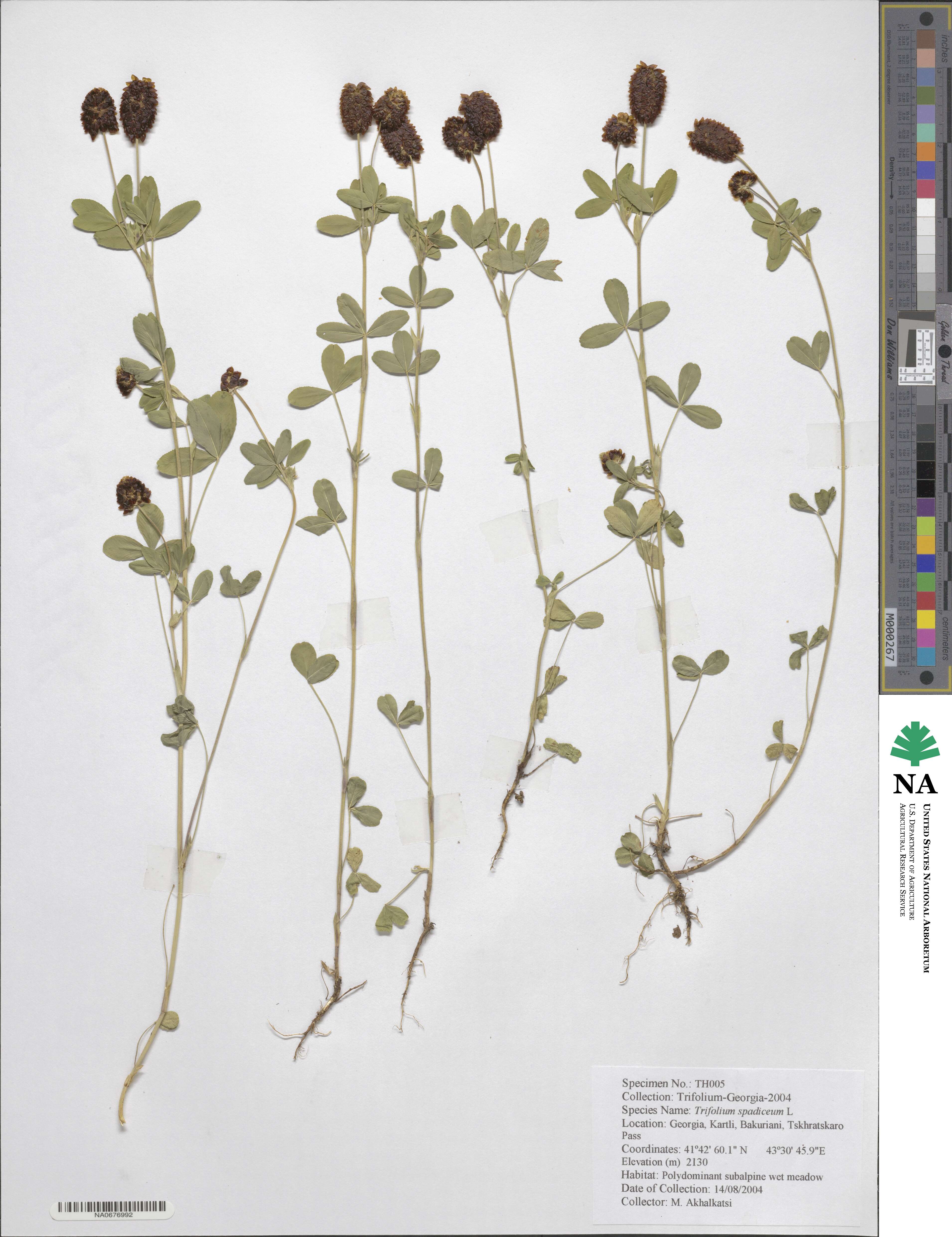 Trifolium spadiceum image