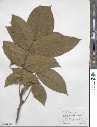 Juglans regia image