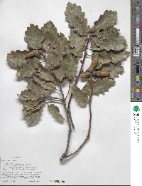 Quercus petraea subsp. polycarpa image